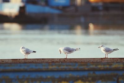 Seagulls perching on railing