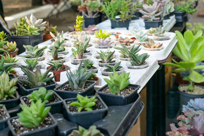 Potted plants for sale at market