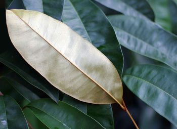 Close-up of leaves