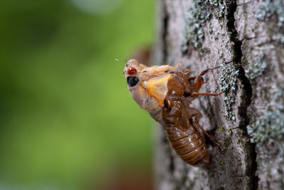 Close-up of insect on tree trunk