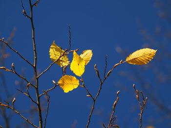 Close-up of yellow autumnal leaves against blue sky