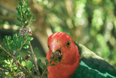 Close-up of parrot perching on plant