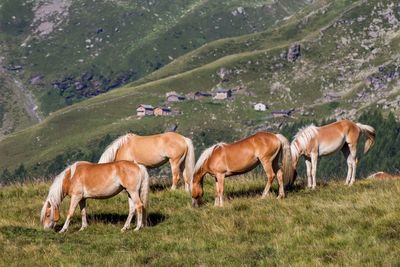 Horse grazing on field by mountains