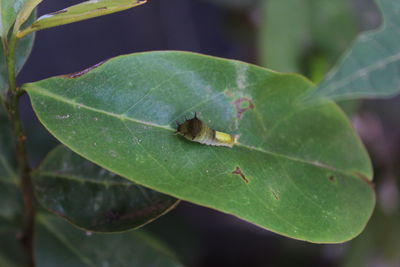 High angle view of insect on leaf