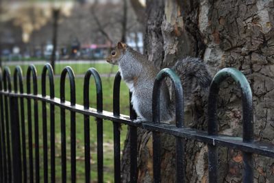 Side view of squirrel on railing