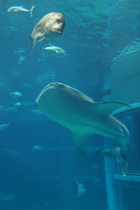 Close-up of fish swimming in sea