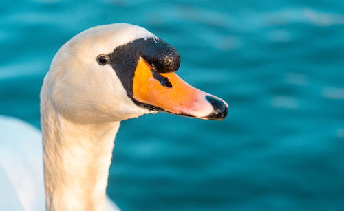 Close-up of swan