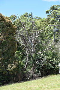 Trees on grassy field