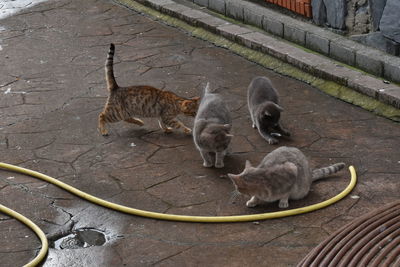 Cats in the ground