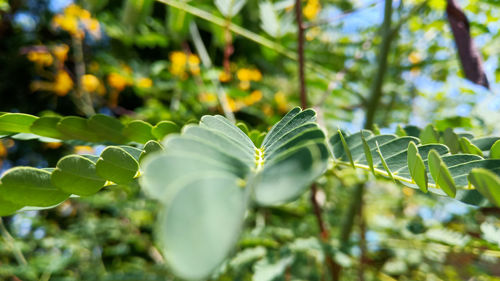 Close-up of fresh green leaves