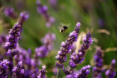 Close-up of bee pollinating on fresh purple flower