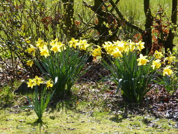 Close-up of yellow daffodil flowers blooming on field