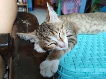 Close-up of a cat sleeping