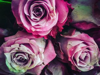 Close-up of pink rose