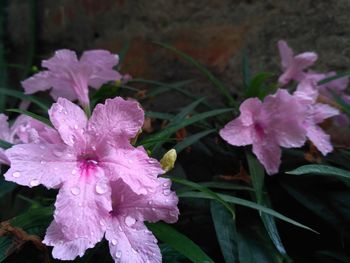 Close-up of wet pink flowers blooming outdoors