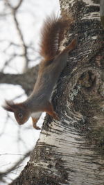 Close-up of squirrel on tree trunk