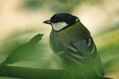 Close-up of bird perching