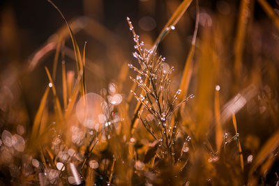 Close-up view of night