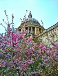 Low angle view of pink flowers