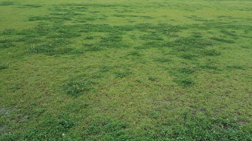 Full frame shot of grassy field