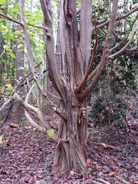 Close-up of tree in forest