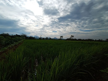 Scenic view of agricultural field against sky