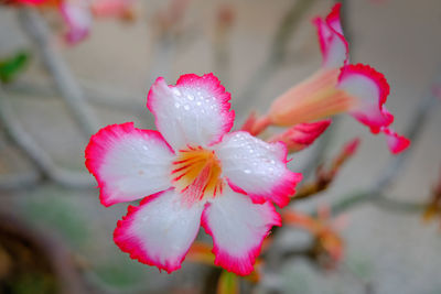 Close-up of pink flower