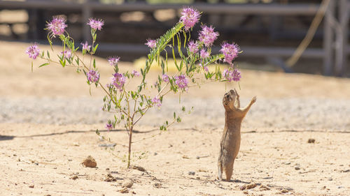 View of an animal on sand