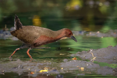 Side view of a duck in lake