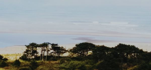 Trees on landscape against sky