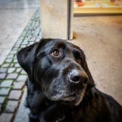 Close-up portrait of a dog