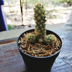 Close-up of succulent plant on table