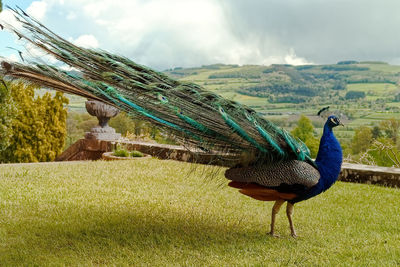 Peacock on land against sky