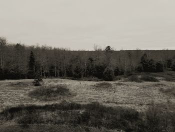 Scenic view of forest against clear sky