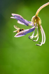 Close-up of insect on purple flower