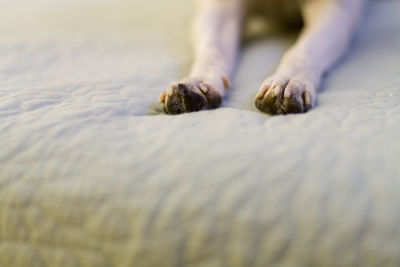 Close up of a dog's claws on a quilt.