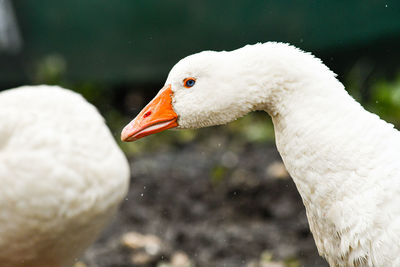 Close-up of swan