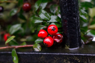 Close-up of cherries on tree