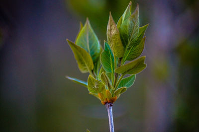 Close-up of green leaves on plant