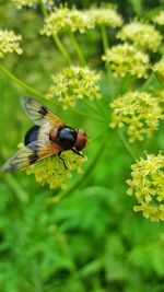 High angle view of bee on flower