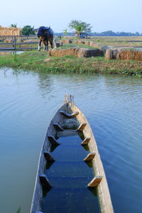 Horse standing in a lake