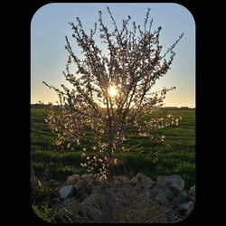 Sun shining through trees on landscape