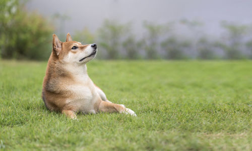 View of a dog looking away on field