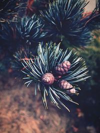 High angle view of pine cones on tree