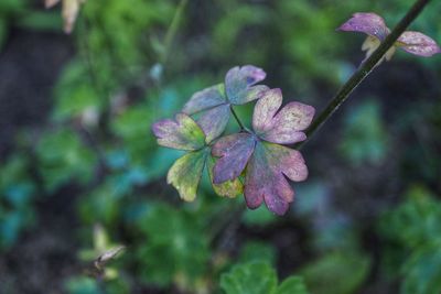 Close-up of purple flowering plant