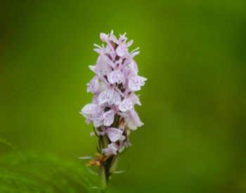 Close-up of flowers blooming outdoors