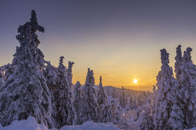 Snow covered trees against sky during sunset