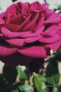 Close-up of pink rose