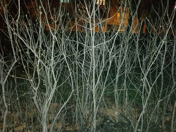 Bare trees against sky