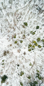 Plants on snow covered tree